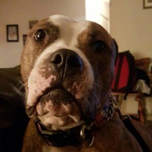 Meet your Posher, Shaun